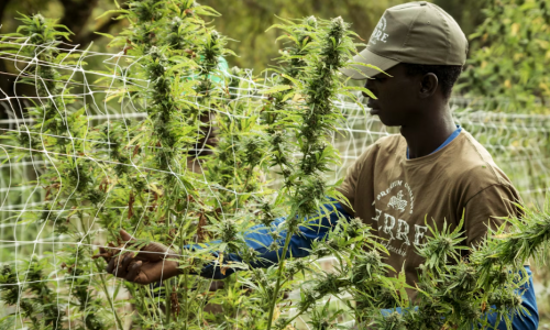 Virginia Tech researchers awarded grant to increase understanding of industrial Hemp