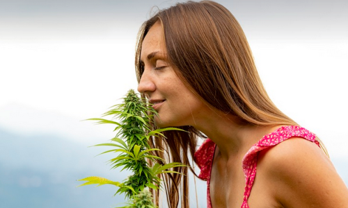 Cannabis Professionals Predict Exciting And Bumpy Ride For Industry In 2024