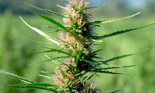 Cannabis is a threat to the city, but not in the way you think 