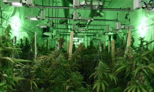 Cannabis traffickers used cryptocurrency, 'barrels of honey or maple syrup' to cover tracks