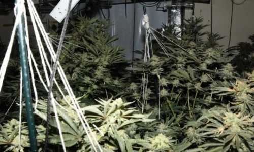 Cannabis, cash and fake gun seized in police raids