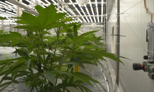 Easing Marijuana possession expungement under consideration now that pot is legal in Ohio
