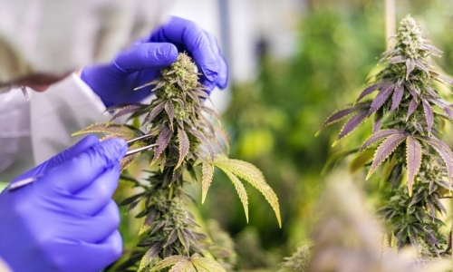 Florida looks to double size of Medical Marijuana industry within next 6 months