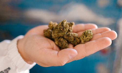 High hopes for a recreational cannabis market after Democratic election win
