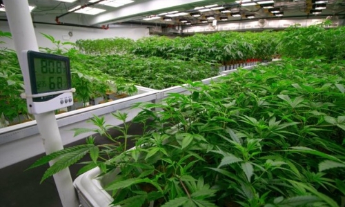 Illinois looking to fix Cannabis licensing issues