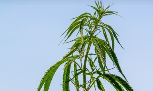 Minnesota Health Officials Issue Warning About Illegal High-Potency Hemp Products