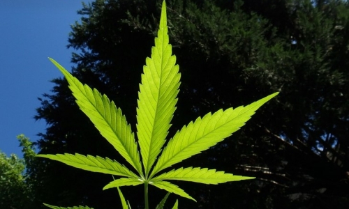 National Cannabis Roundtable Releases Inaugural Corporate Social Responsibility Report