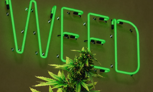 New California law protects Recreational Cannabis users