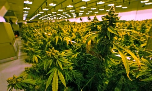 New York medical cannabis companies enter adult-use market amid mixed reactions