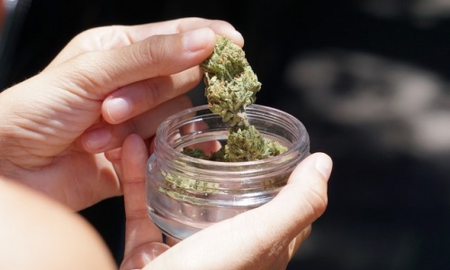 New licenses for Medical Marijuana could be coming in Florida