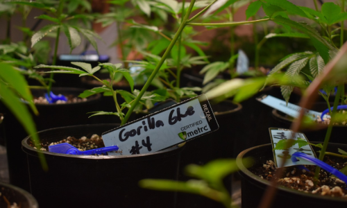 Newark signals openness to allow Marijuana dispensaries, with some conditions