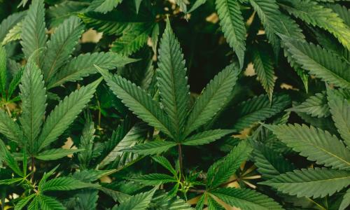 Ohio Congressman To File Federal Cannabis Legalization Bill