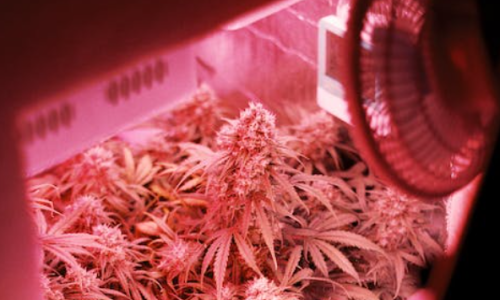 Ohio Senate Republicans propose banning home grown Marijuana and other changes to legal Marijuana