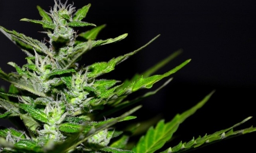 Politicians, farmers, retailers decry decision to end Cannabis Growers Showcase