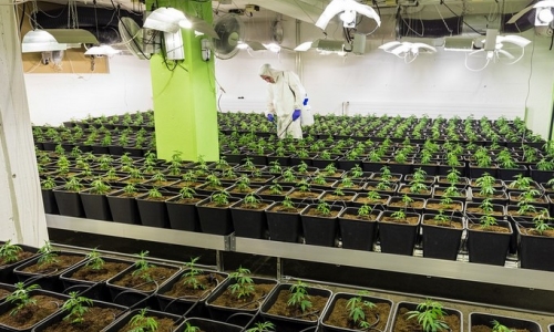 Recreational Marijuana is legal in Ohio, but with little infrastructure set up to use it