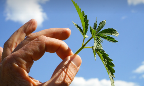 Recreational Marijuana now legal in Ohio but road ahead remains uncertain