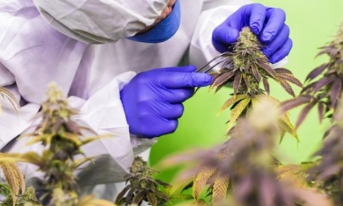 Ruling on medical marijuana ads could be ‘total game-changer’