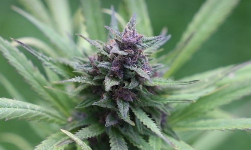 Sativa for Energy or Indica to Relax — Is the Difference That Simple?