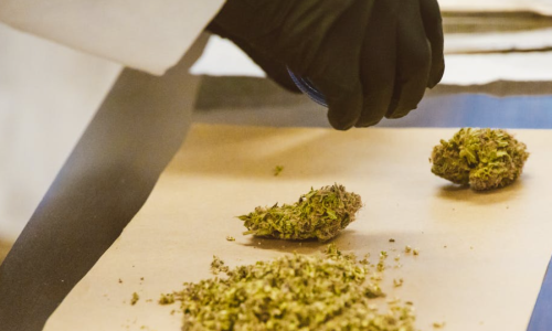 Total unpackaged Cannabis inventory, production space continue to decline