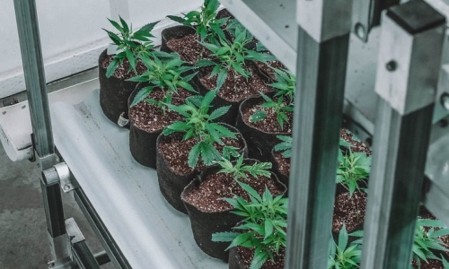 Arkansas Initiative Would Ease MMJ Program Restrictions, Introduce Rec Trigger Law