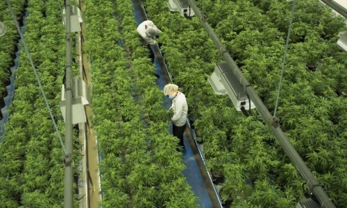 Canada has destroyed more than 1,700 tonnes of weed since legalization