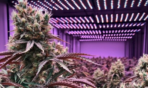 Cannabis Companies in Receivership Good Opportunity or Steep Risk?