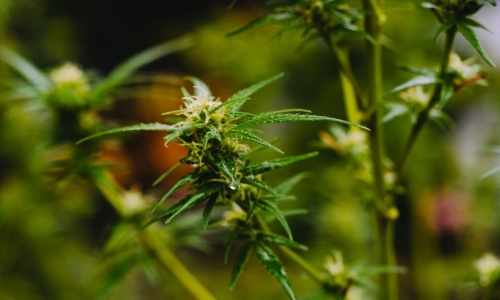 Cannabis Still the World’s Most Used Substance, UN Report Says