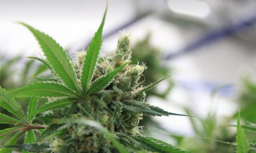 Cannabis products may harbor fungal toxins harmful to human health, but regulations are uneven or nonexistent