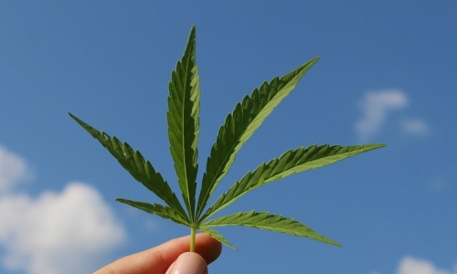 Community Coalition Seeking 20,000 Signatures for Petition to Decriminalize Marijuana Possession in Dallas