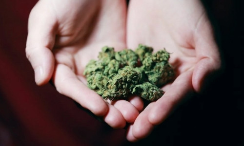 Florida inches closer to recreational Marijuana with 2024 ballot initiative