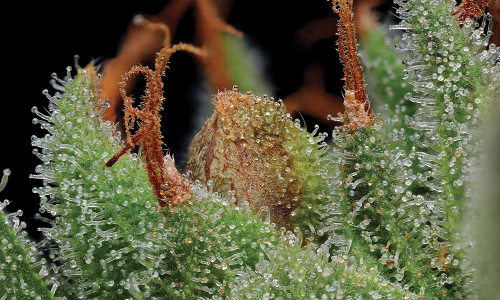 Humboldt Seed Company Blueberry Muffin