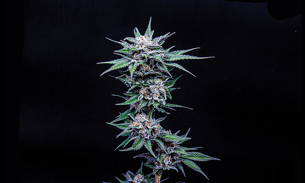 Humboldt Seed Company Blueberry Pancakes