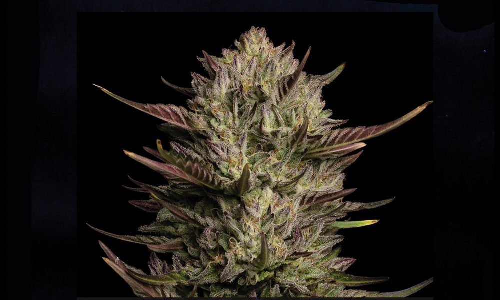 Humboldt Seed Company California Octane