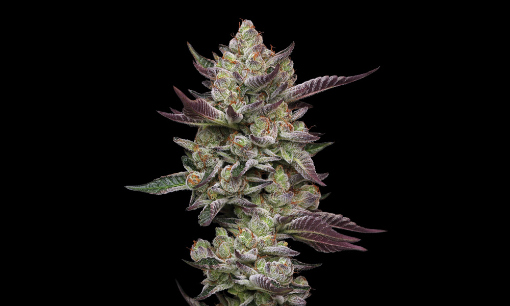 Humboldt Seed Company Poddy Mouth