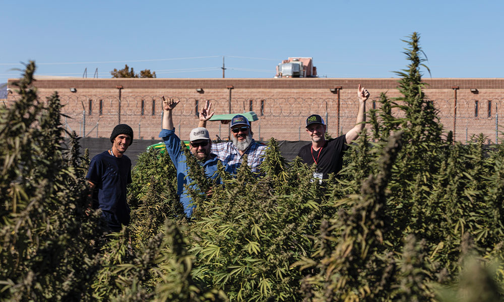 Humboldt Seed Company Ocean Grown Extracts California