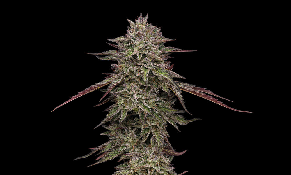 Humboldt Seed Company Royal Highness