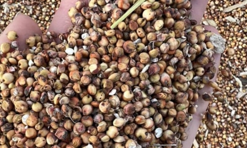 Hemp Seed Livestock Meal Receives Green Lights On Way to Federal Approval
