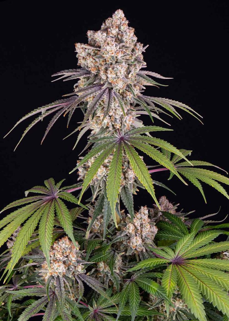 Barney's Farm Ice Cream Cake