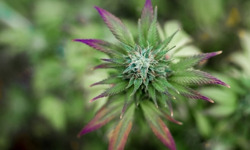 Lawmakers Reject Bill That Sought To Limit Patients’ Medical Cannabis Access
