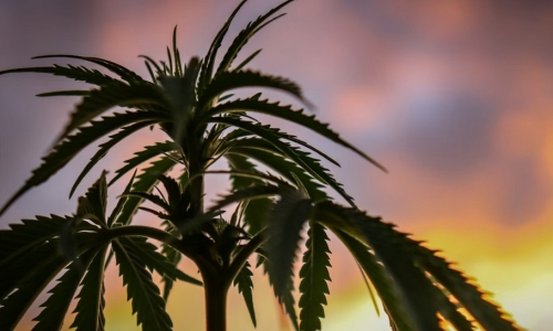 Long Beach, California To Slash Pot Taxes in Half for Stores in Good Standing