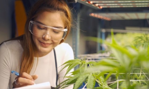 M State launches program to prepare students for Cannabis industry careers
