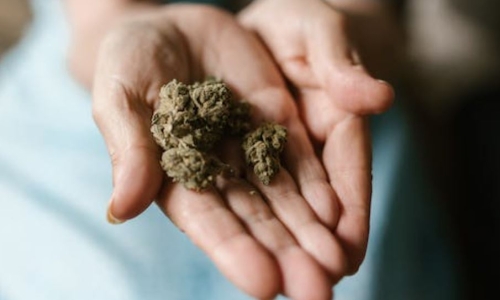 Medical Cannabis Market to Worth USD 60.04 Billion by 2030