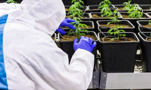 Missouri legislators push back on adding marijuana to workers’ compensation law