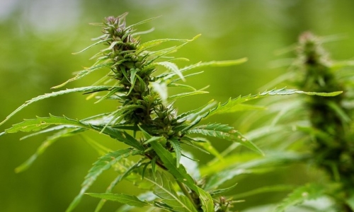 New Medical Marijuana laws in effect with start of new year