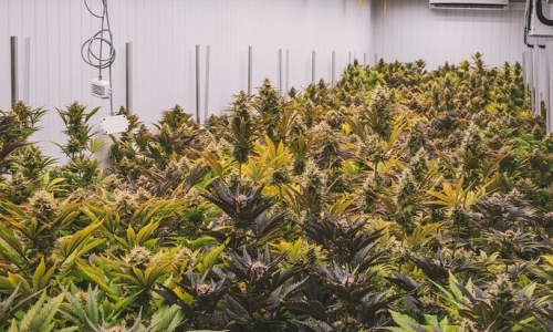 New Mexico Regulators Revoke Licenses for Two Cannabis Farms