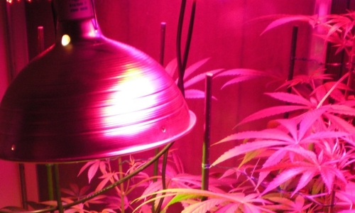 New York’s Proposed Rules for Growing Cannabis in Your Home