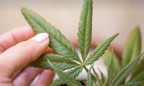 Potential game changers for Cannabis in 2024