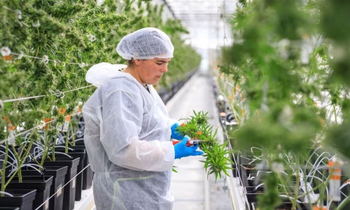 Tilray Sees Cannabis Rescheduling as Gateway to US Medical Market
