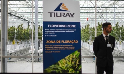 Tilray recovering from Cannabis slowdown