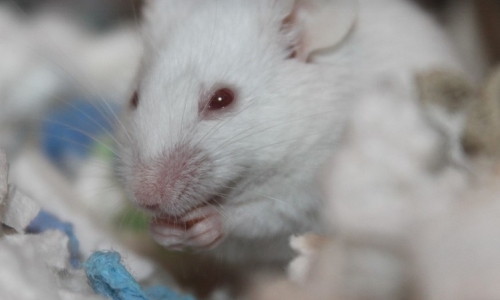 Unlocking the appetite-stimulating secrets of Cannabis through rodent brain studies